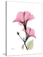 Pink Hibiscus-Albert Koetsier-Stretched Canvas