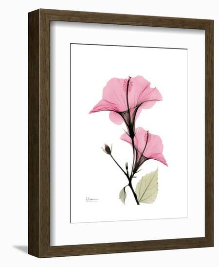 Pink Hibiscus-Albert Koetsier-Framed Art Print