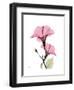 Pink Hibiscus-Albert Koetsier-Framed Art Print