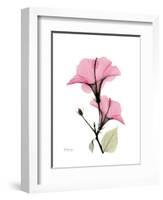 Pink Hibiscus-Albert Koetsier-Framed Art Print