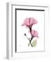 Pink Hibiscus-Albert Koetsier-Framed Art Print