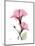 Pink Hibiscus-Albert Koetsier-Mounted Art Print