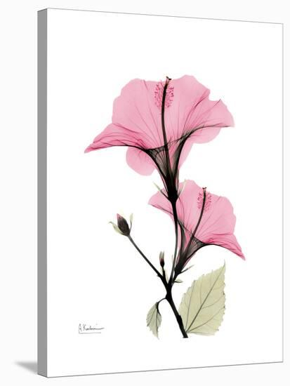 Pink Hibiscus-Albert Koetsier-Stretched Canvas