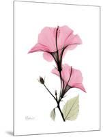 Pink Hibiscus-Albert Koetsier-Mounted Art Print