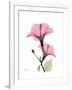 Pink Hibiscus-Albert Koetsier-Framed Art Print