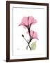 Pink Hibiscus-Albert Koetsier-Framed Art Print