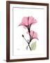 Pink Hibiscus-Albert Koetsier-Framed Art Print