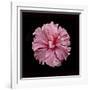 Pink Hibiscus-Lee Peterson-Framed Photographic Print