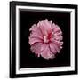 Pink Hibiscus-Lee Peterson-Framed Photographic Print