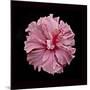 Pink Hibiscus-Lee Peterson-Mounted Photographic Print