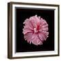 Pink Hibiscus-Lee Peterson-Framed Photographic Print