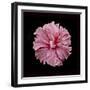 Pink Hibiscus-Lee Peterson-Framed Photographic Print