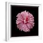 Pink Hibiscus-Lee Peterson-Framed Photographic Print