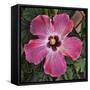 Pink Hibiscus-Lori Hutchison-Framed Stretched Canvas