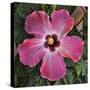 Pink Hibiscus-Lori Hutchison-Stretched Canvas