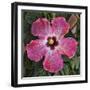 Pink Hibiscus-Lori Hutchison-Framed Photographic Print