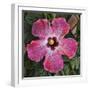 Pink Hibiscus-Lori Hutchison-Framed Photographic Print