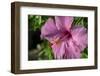 Pink Hibiscus-Lisa Engelbrecht-Framed Photographic Print