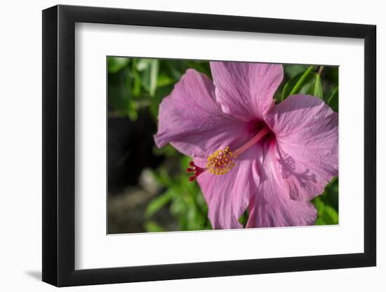 Pink Hibiscus-Lisa Engelbrecht-Framed Photographic Print