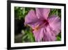 Pink Hibiscus-Lisa Engelbrecht-Framed Photographic Print