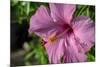 Pink Hibiscus-Lisa Engelbrecht-Mounted Photographic Print