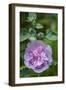 Pink hollyhock-Anna Miller-Framed Photographic Print