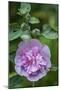 Pink hollyhock-Anna Miller-Mounted Photographic Print