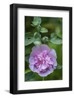 Pink hollyhock-Anna Miller-Framed Photographic Print