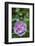 Pink hollyhock-Anna Miller-Framed Photographic Print