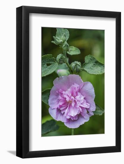 Pink hollyhock-Anna Miller-Framed Photographic Print