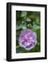 Pink hollyhock-Anna Miller-Framed Photographic Print