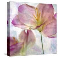 Pink Hyacinth II-Honey Malek-Stretched Canvas