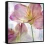 Pink Hyacinth II-Honey Malek-Framed Stretched Canvas