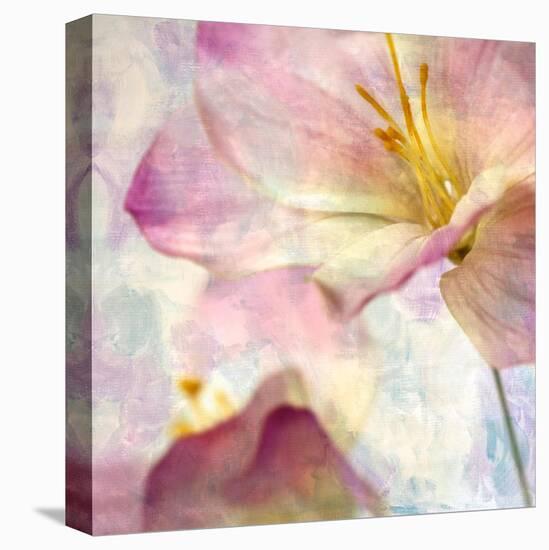 Pink Hyacinth V-Honey Malek-Stretched Canvas