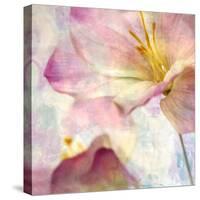 Pink Hyacinth V-Honey Malek-Stretched Canvas