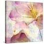 Pink Hyacinth V-Honey Malek-Stretched Canvas