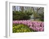 Pink Hyacinths and Daffodils, Keukenhof, Park and Gardens Near Amsterdam, Netherlands, Europe-Amanda Hall-Framed Photographic Print