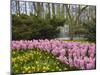 Pink Hyacinths and Daffodils, Keukenhof, Park and Gardens Near Amsterdam, Netherlands, Europe-Amanda Hall-Mounted Photographic Print