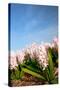 Pink Hyacinths-Ivonnewierink-Stretched Canvas