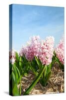 Pink Hyacinths-Ivonnewierink-Stretched Canvas