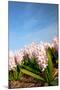 Pink Hyacinths-Ivonnewierink-Mounted Photographic Print