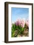 Pink Hyacinths-Ivonnewierink-Framed Photographic Print