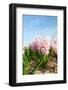 Pink Hyacinths-Ivonnewierink-Framed Photographic Print