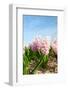 Pink Hyacinths-Ivonnewierink-Framed Photographic Print