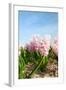 Pink Hyacinths-Ivonnewierink-Framed Photographic Print