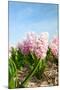 Pink Hyacinths-Ivonnewierink-Mounted Photographic Print