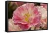 Pink Hybrid Tulip-Richard T. Nowitz-Framed Stretched Canvas