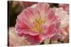 Pink Hybrid Tulip-Richard T. Nowitz-Stretched Canvas