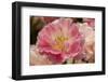 Pink Hybrid Tulip-Richard T. Nowitz-Framed Photographic Print