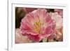 Pink Hybrid Tulip-Richard T. Nowitz-Framed Photographic Print